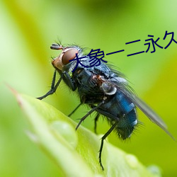 大象一二永久2021草