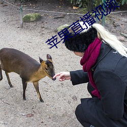 苹果直播视频