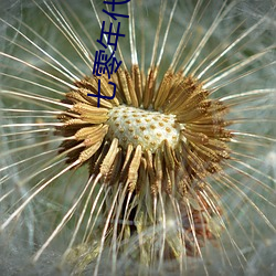 七零年代二婚妻