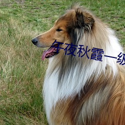 午夜秋霞(霞)一级(級)理(理)论