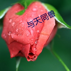 与天同兽