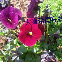 大秦帝国在线阅读