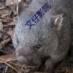 文仔(zǎi)影院