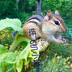 纸飞机小说