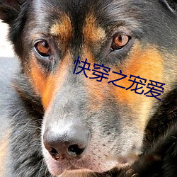 快穿之(之)宠(寵)爱