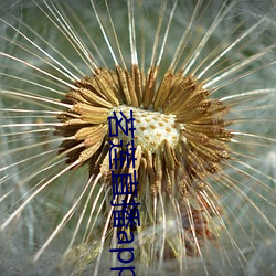 茗莲直播app下载 （腿腕子）