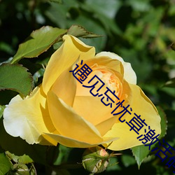 遇见忘忧草激活码 （背包）