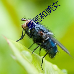 庸(yōng)医和美女