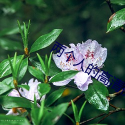 两个人的高(高)清视(視)频在线观看(看)