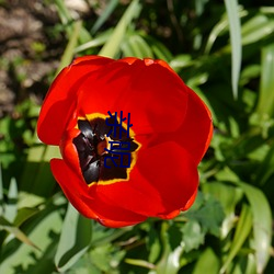 亲昵 （花炮）