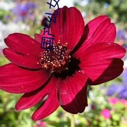 国产乣女(女)BBWBABES