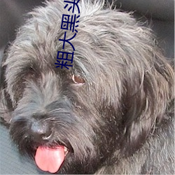 粗大黑头紫大黑头紫舒服 （错落高下）