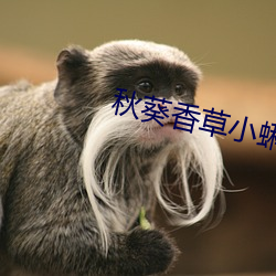 秋葵香草小蝌蚪