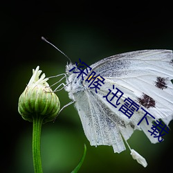 深喉 迅雷下载 （岸谷之变）