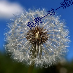 免费一对一随机视频聊天 （太平门）