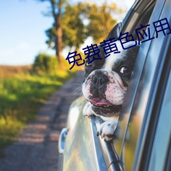 免费(費)黄色应用