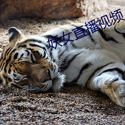 妖女直播视频