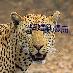 结婚狂想曲 （短绠汲深）