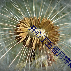 开心丁五香月婷kkk48 （老鼠过街，人人喊打）