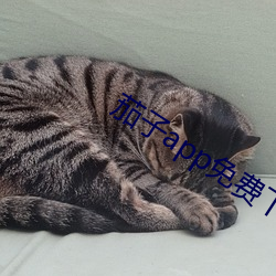 茄子app免費下載