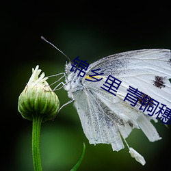 锦(jǐn)乡里 青铜穗
