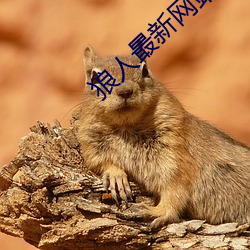 狼人(rén)最(zuì)新网站