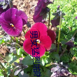 男女猛(猛)烈啪啪(啪)吃奶动态图(圖)