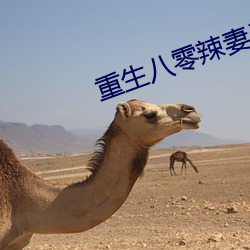 重生八零辣妻当家
