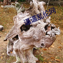 逼逼(bī)乱伦网