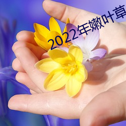 2022年嫩葉草全新地址1234