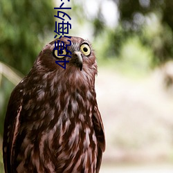 4虎海外永久域站免费 （隙穴之窥）