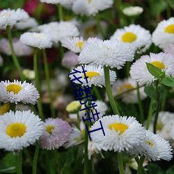 花都(都)特工