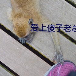 愛上傻子老總很煩