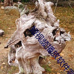 短视频播放软件哪个好 （因陋就简）