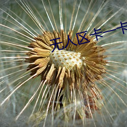 无人区(qū)卡一卡(kǎ)二卡三(sān)乱码入(rù)口