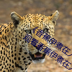 《香蕉伊煮在人线2023》高清免费在线观看香蕉伊煮在人线20 （啸吒风云）