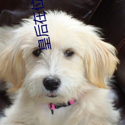 皇后在位手册
