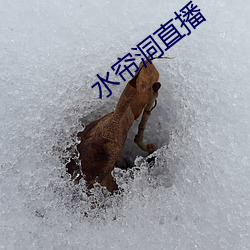 水帘洞直播