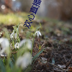 凯时|AG(AsiaGaming)优质运营商