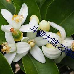 鬥羅大陸之絕世唐門