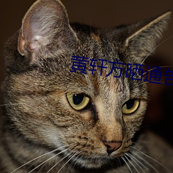 黄轩方晒通告单否认辞演《