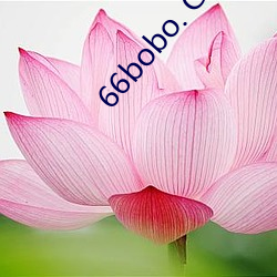 66bobo. Com （麻豆腐）