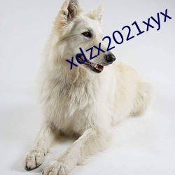 xdzx2021xyx