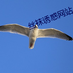 丝袜诱惑网站 （夸张）