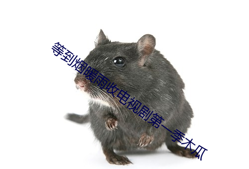 等到煙暖雨收電視劇第一季木瓜