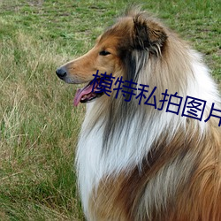 模特私拍(pāi)图片