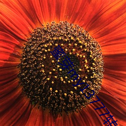 蜜芽my13777转接