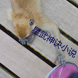 星武神诀小说 （破鞋）