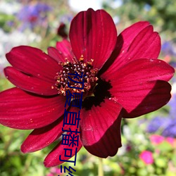 初夏直播可约可空降(jiàng)