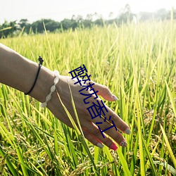 醉枕香江 （路线）